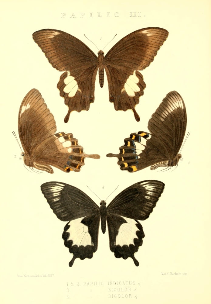 Rhopalocera Exotica 1887 Papilio Indicatus Canvas Art - Rose Monteiro (24 x 36)