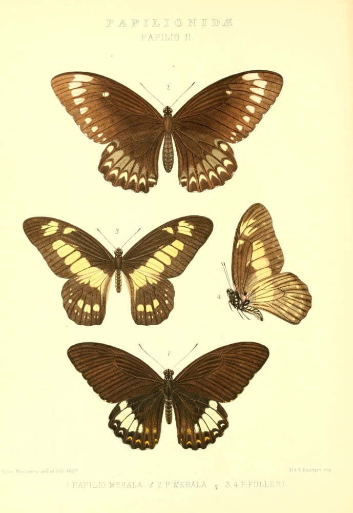 Rhopalocera Exotica 1887 Papilio Mehala Canvas Art - Rose Monteiro (18 x 24)