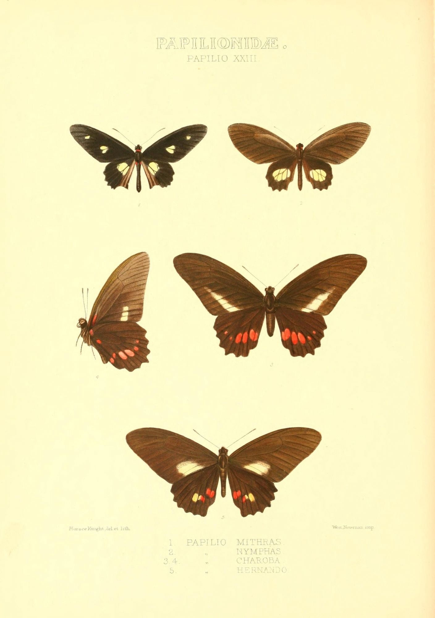 Rhopalocera Exotica 1887 Papilio Mithras Canvas Art - Horace Knight (24 x 36)