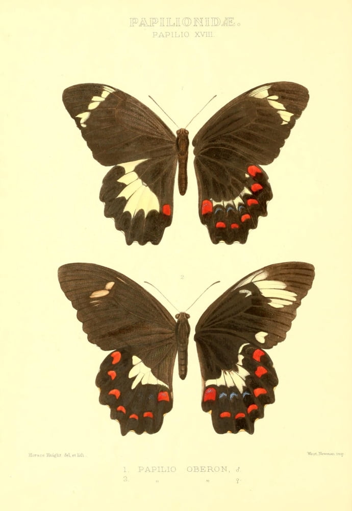 Rhopalocera Exotica 1887 Papilio Oberon Canvas Art - Horace Knight (24 x 36)