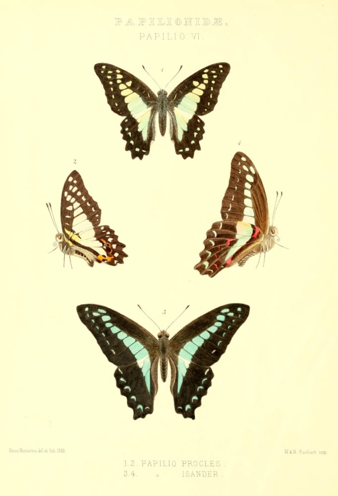 Rhopalocera Exotica 1887 Papilio Procles Canvas Art - Rose Monteiro (24 x 36)