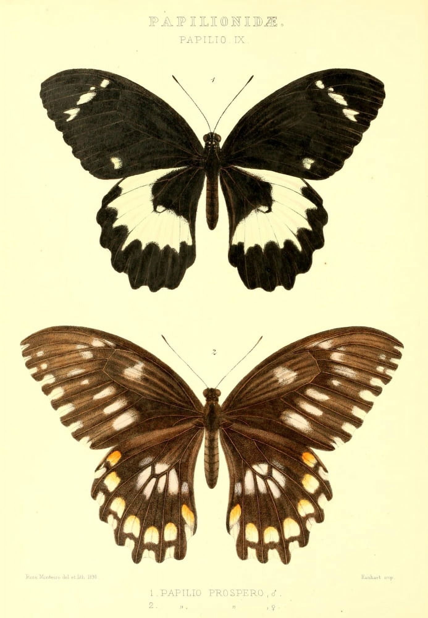 Rhopalocera Exotica 1887 Papilio Prospero Canvas Art - Rose Monteiro (18 x 24)