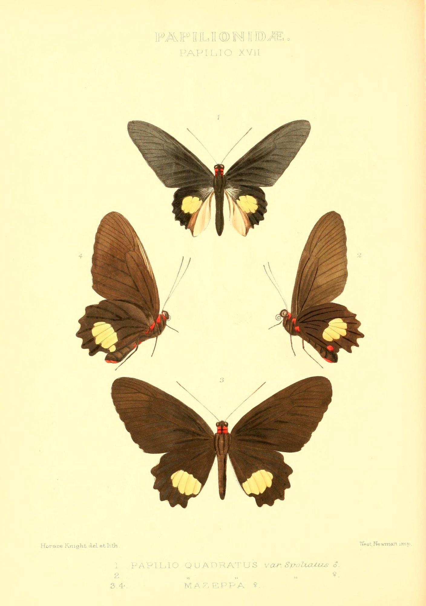 Rhopalocera Exotica 1887 Papilio Quadratus Canvas Art - Horace Knight (18 x 24)