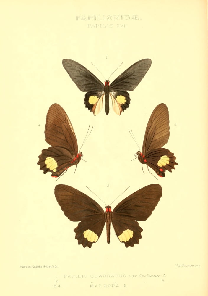 Rhopalocera Exotica 1887 Papilio Quadratus Canvas Art - Horace Knight (24 x 36)