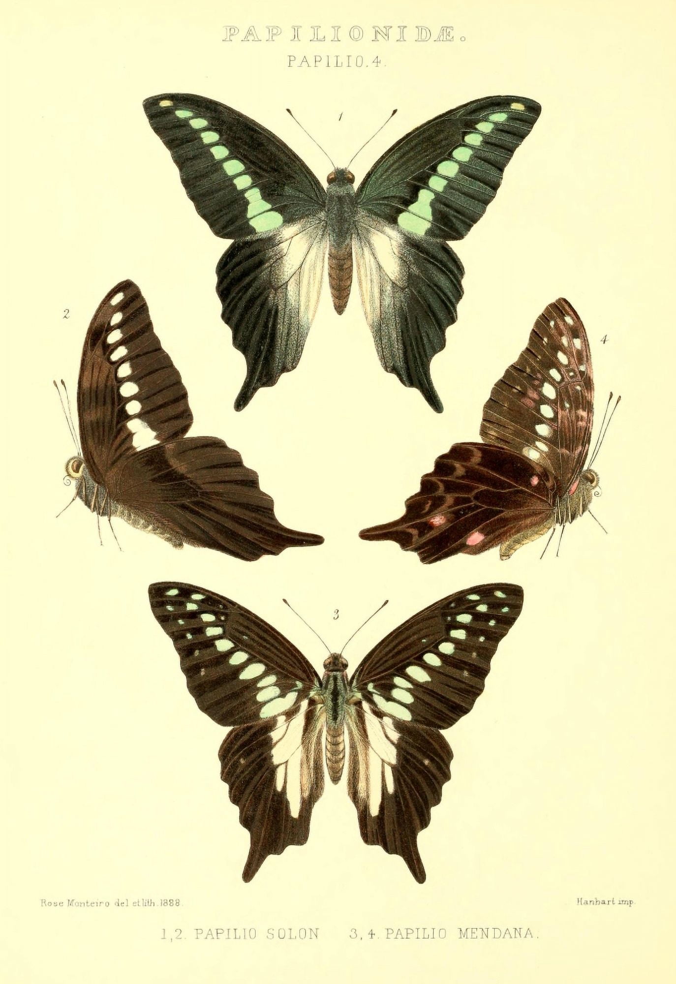 Rhopalocera Exotica 1887 Papilio Solon Canvas Art - Rose Monteiro (24 x 36)