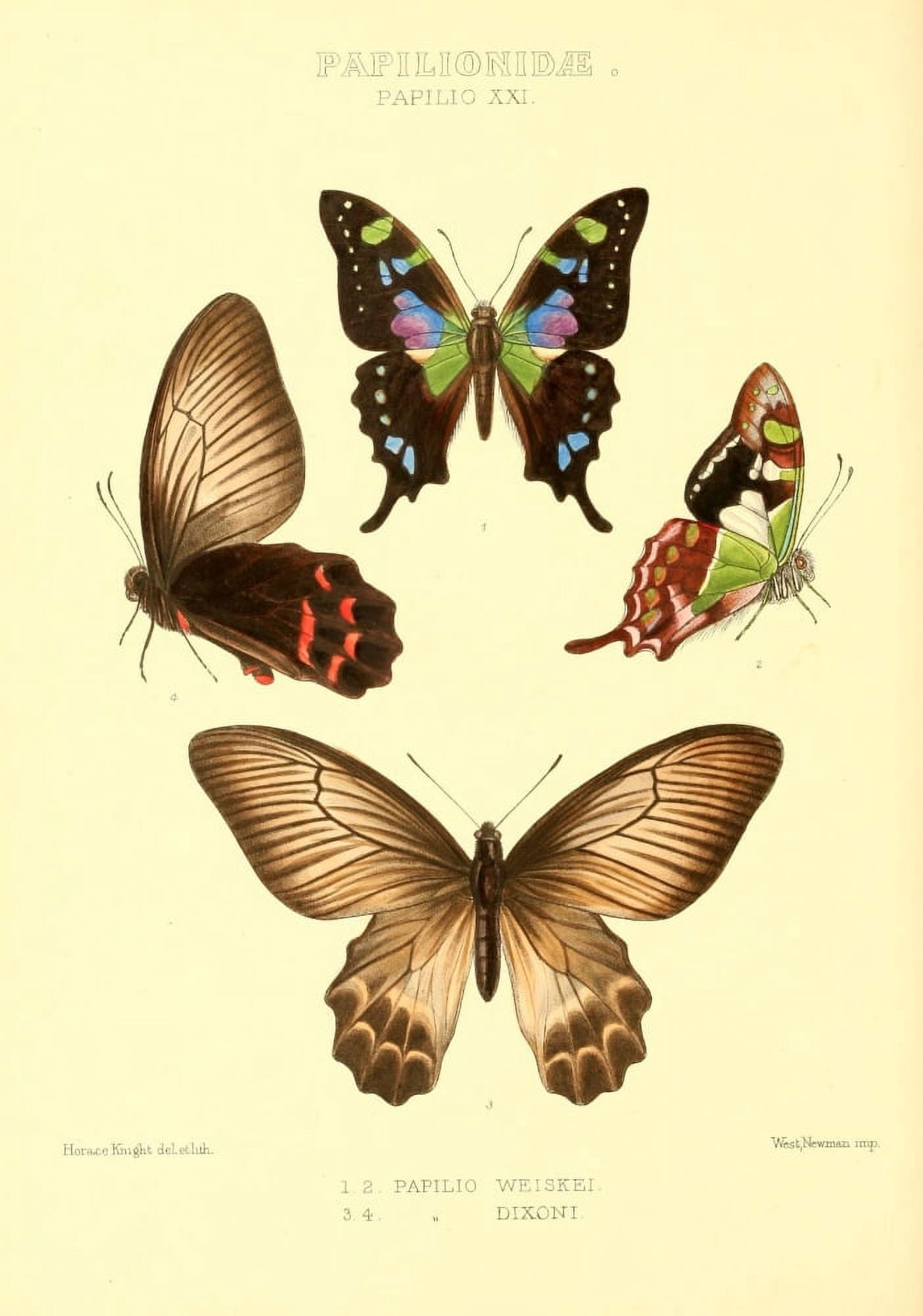 Rhopalocera Exotica 1887 Papilio Weiskei Canvas Art - Horace Knight (24 x 36)