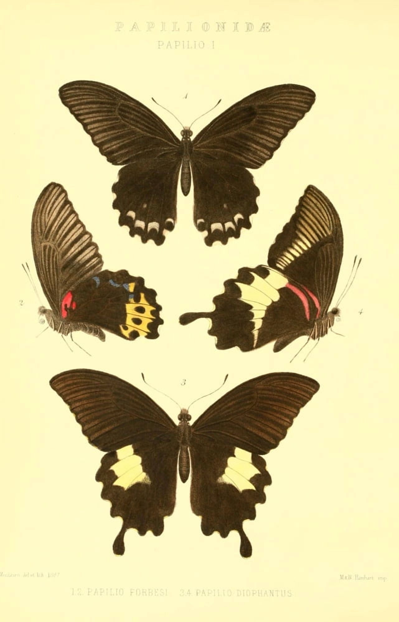 Rhopalocera Exotica 1887 Papilionidae Canvas Art - Rose Monteiro (18 x 24)