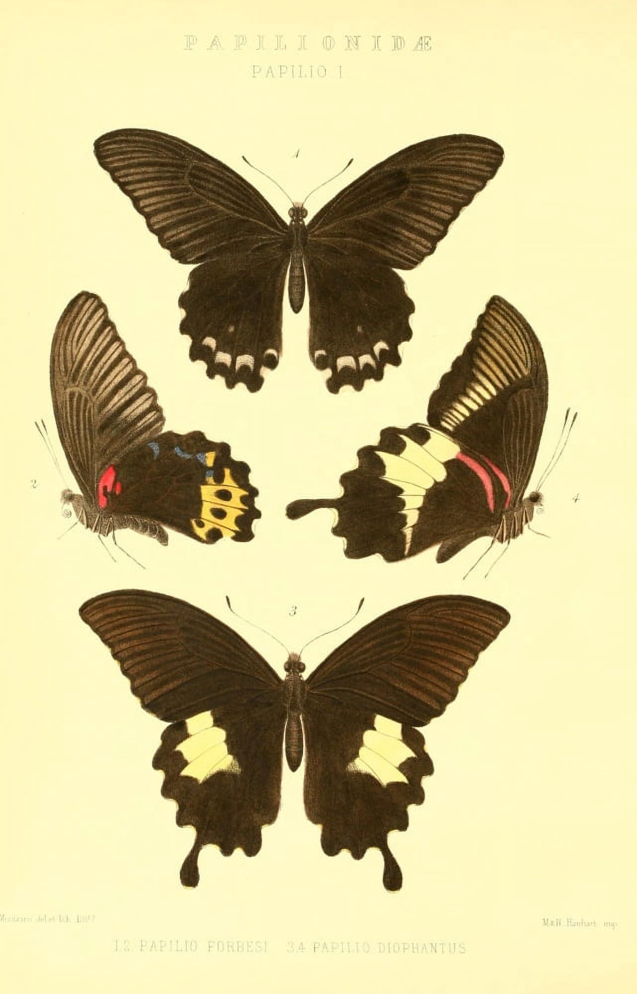 Rhopalocera Exotica 1887 Papilionidae Canvas Art - Rose Monteiro (24 x 36)