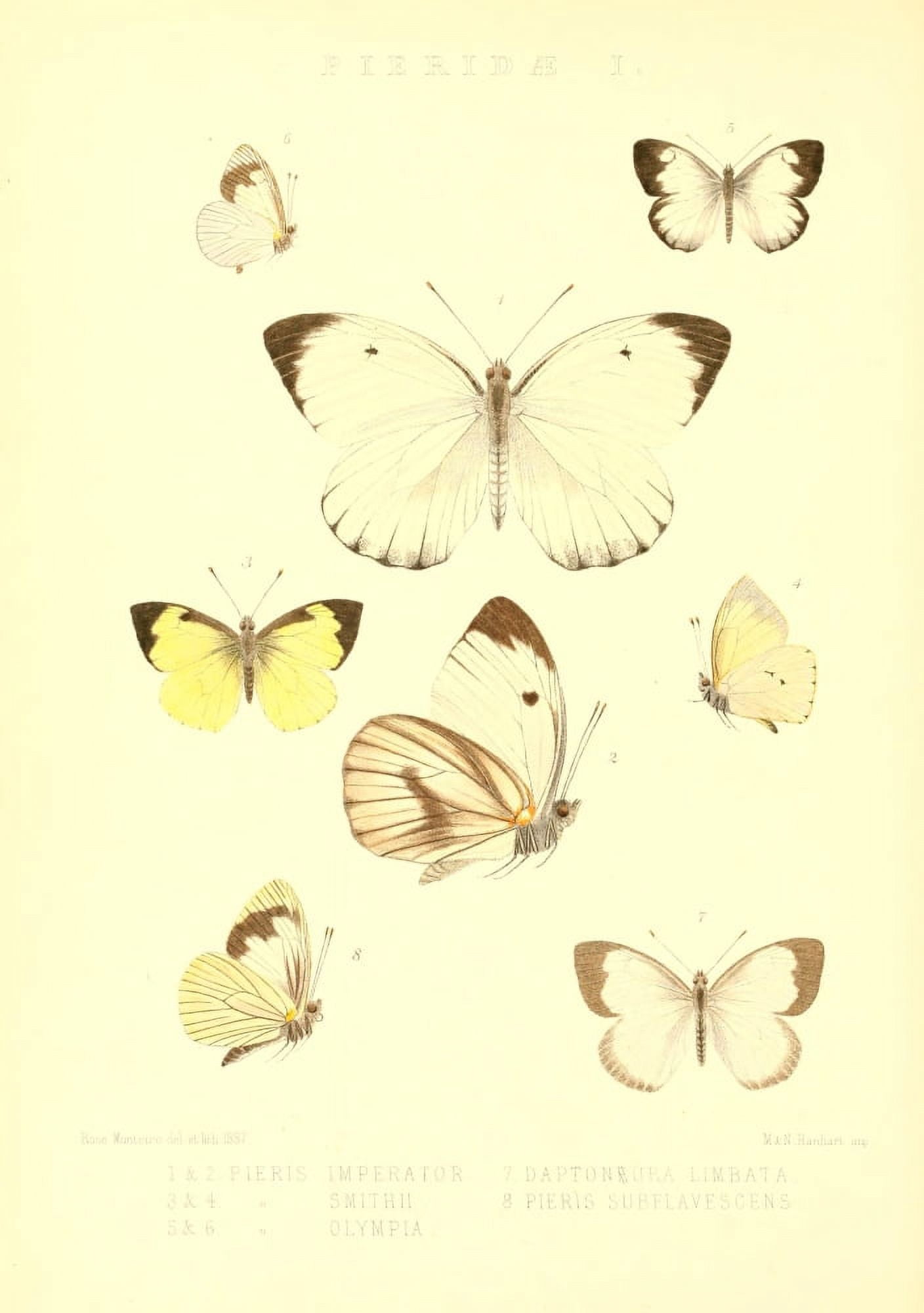 Rhopalocera Exotica 1887 Pieridae Canvas Art - Rose Monteiro (24 x 36)