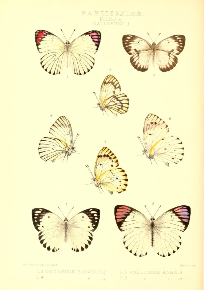 Rhopalocera Exotica 1887 Pierinae Callosune Canvas Art - Rose Monteiro (18 x 24)