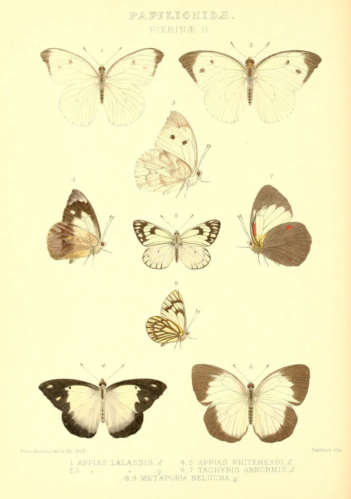 Rhopalocera Exotica 1887 Pierinae Canvas Art - Rose Monteiro (18 x 24)