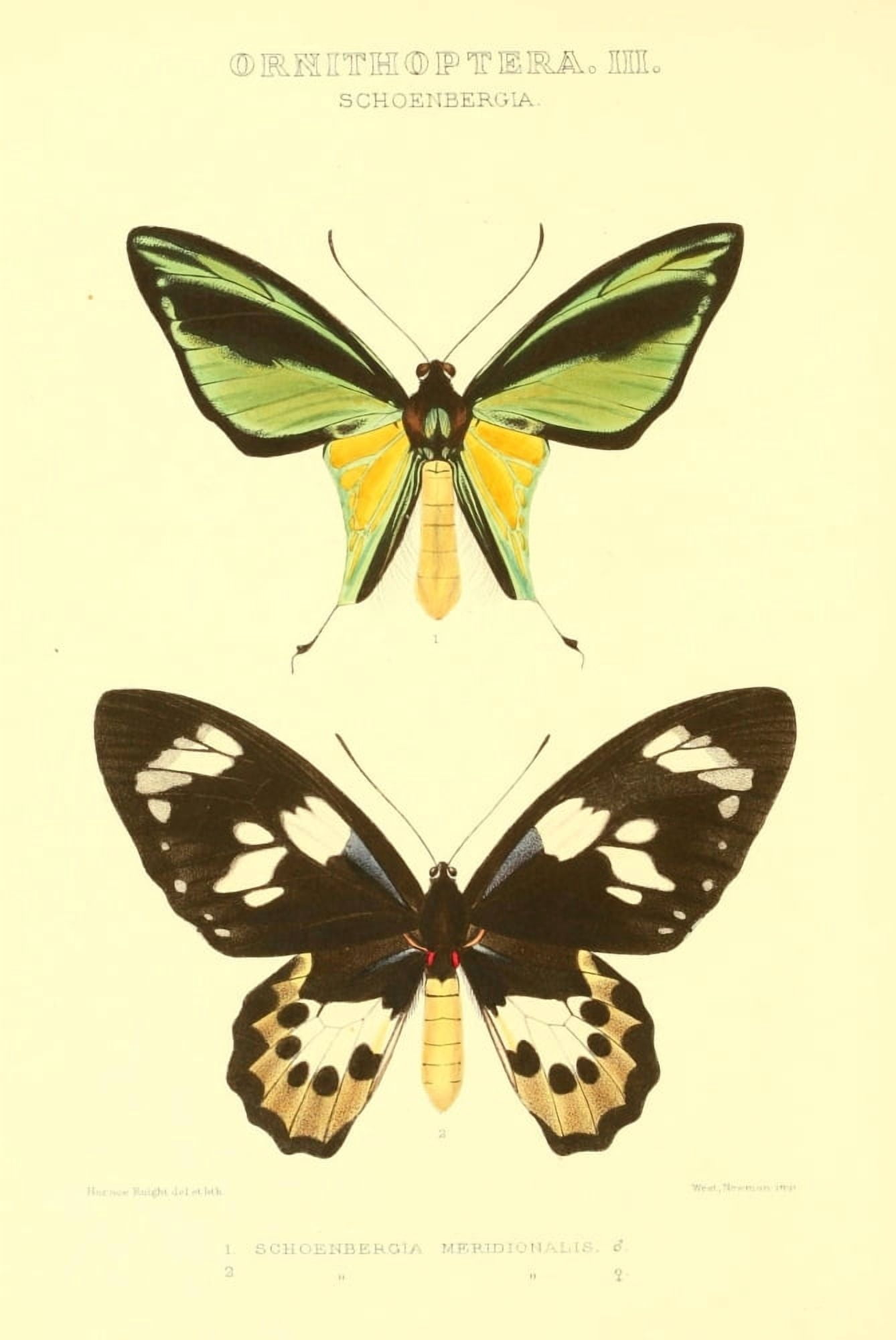 Rhopalocera Exotica 1887 Schoenbergia Canvas Art - Horace Knight (24 x 36)