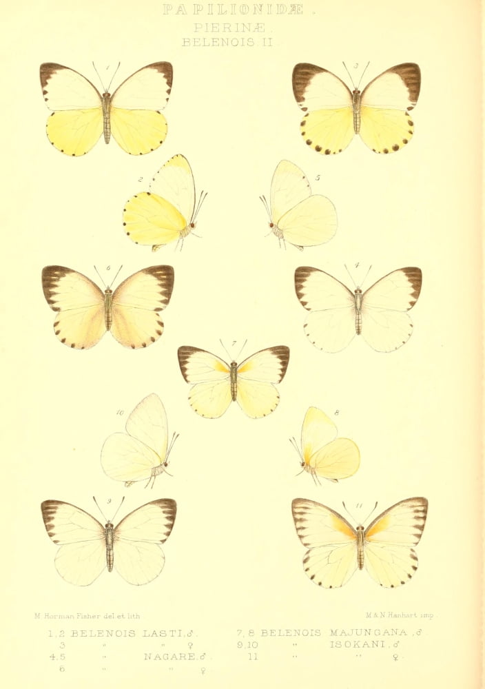 Rhopalocera exotica 1887 Belenois Canvas Art - Maud Horman Fisher (18 x 24)