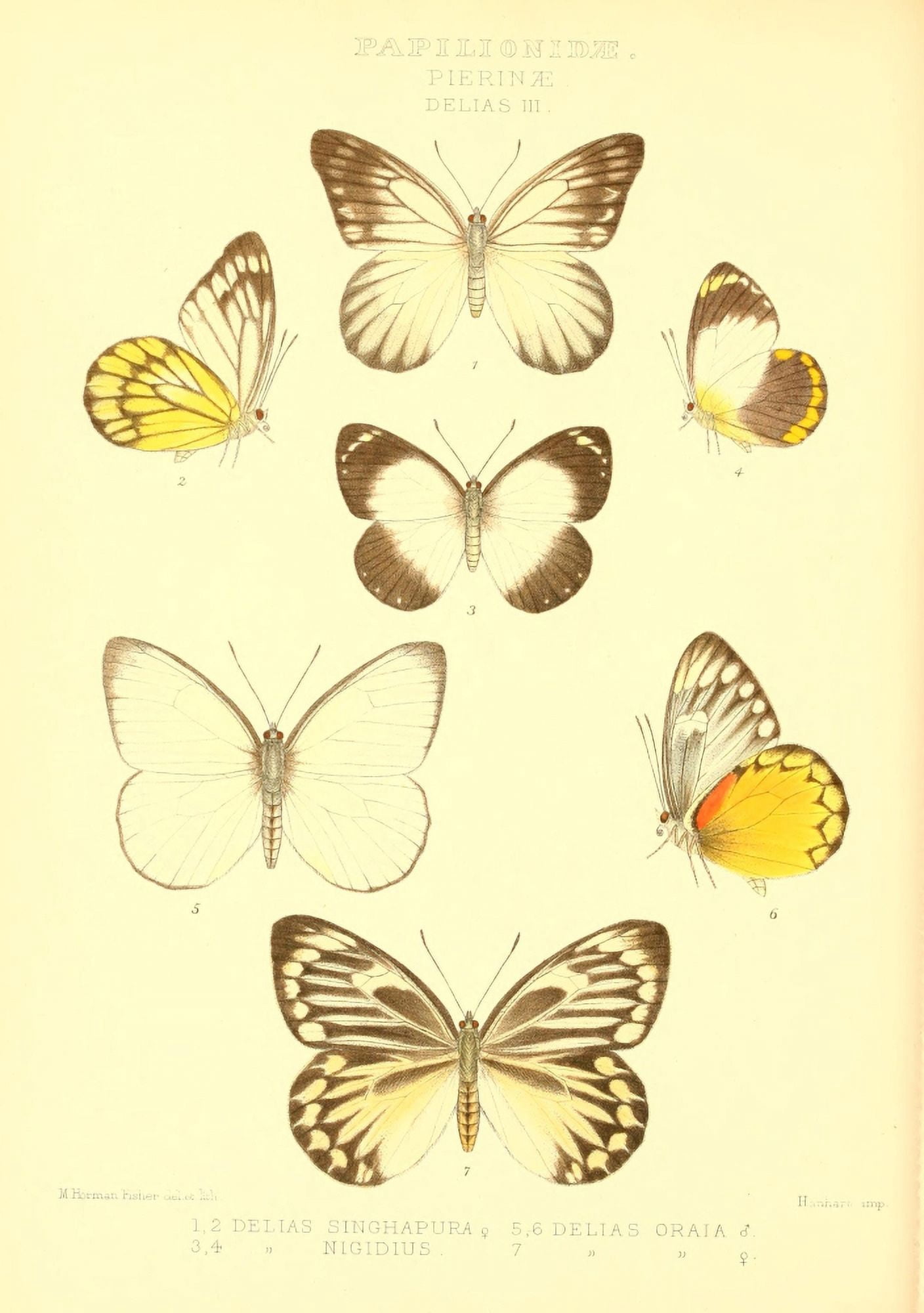 Rhopalocera exotica 1887 Delias 2 Canvas Art - Maud Horman Fisher (24 x 36)