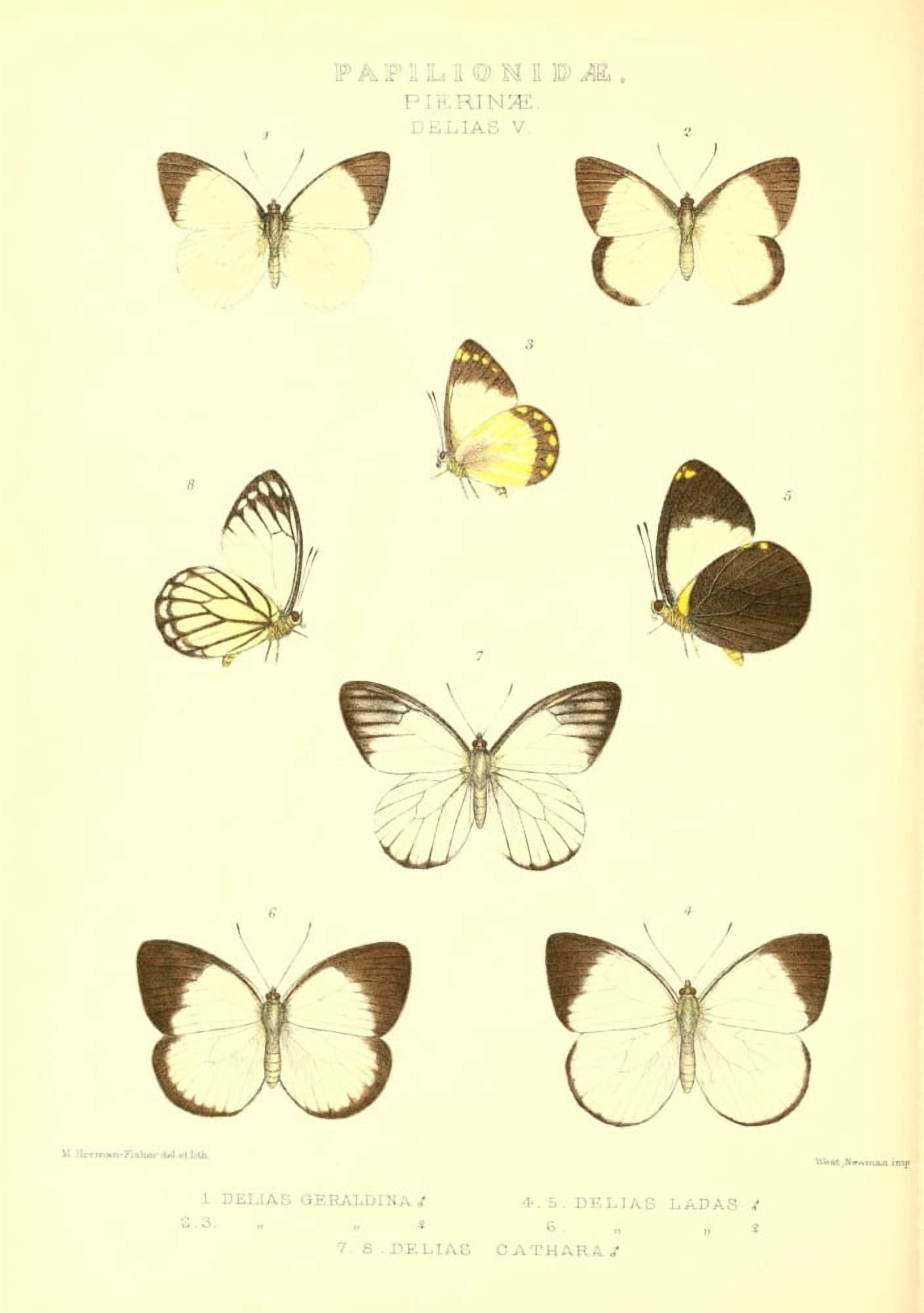 Rhopalocera exotica 1887 Delias 3 Canvas Art - Maud Horman Fisher (24 x 36)