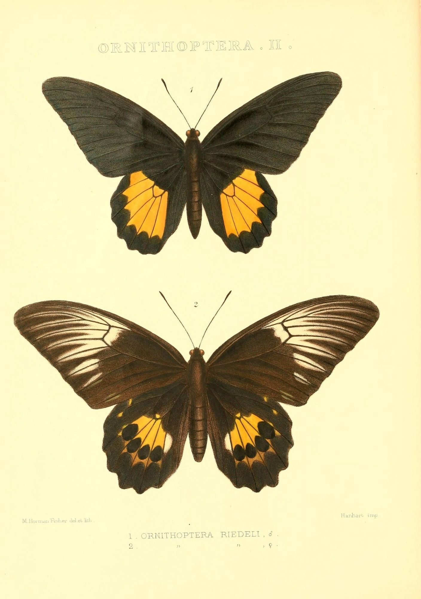 Rhopalocera exotica 1887 Ornithoptera Riedeli Canvas Art - Maud Horman Fisher (24 x 36)