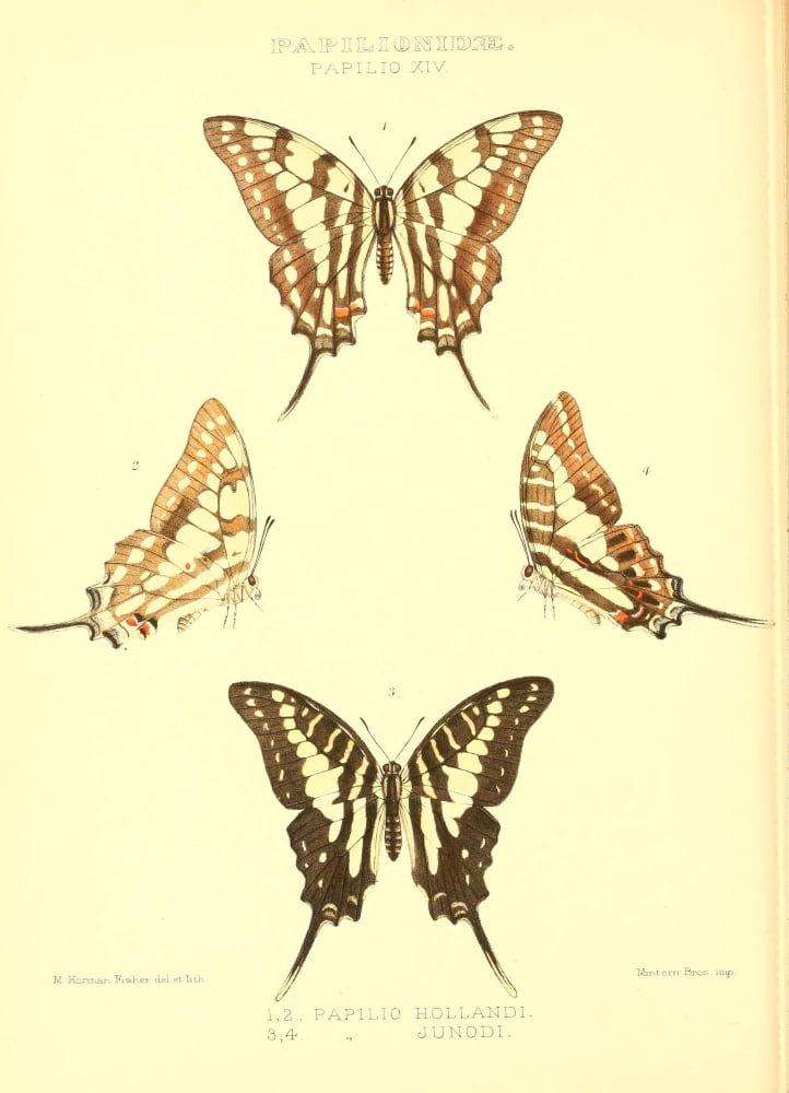 Rhopalocera exotica 1887 Papilio Hollandi Canvas Art - Maud Horman Fisher (24 x 36)