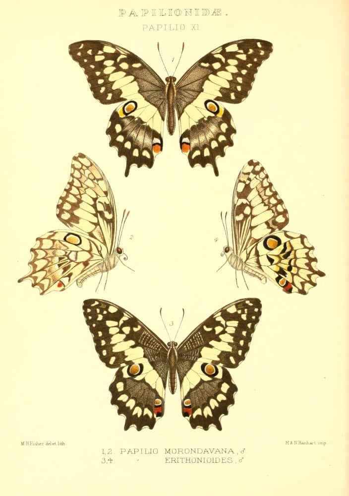 Rhopalocera exotica 1887 Papilio Morondavana Canvas Art - Maud Horman Fisher (18 x 24)