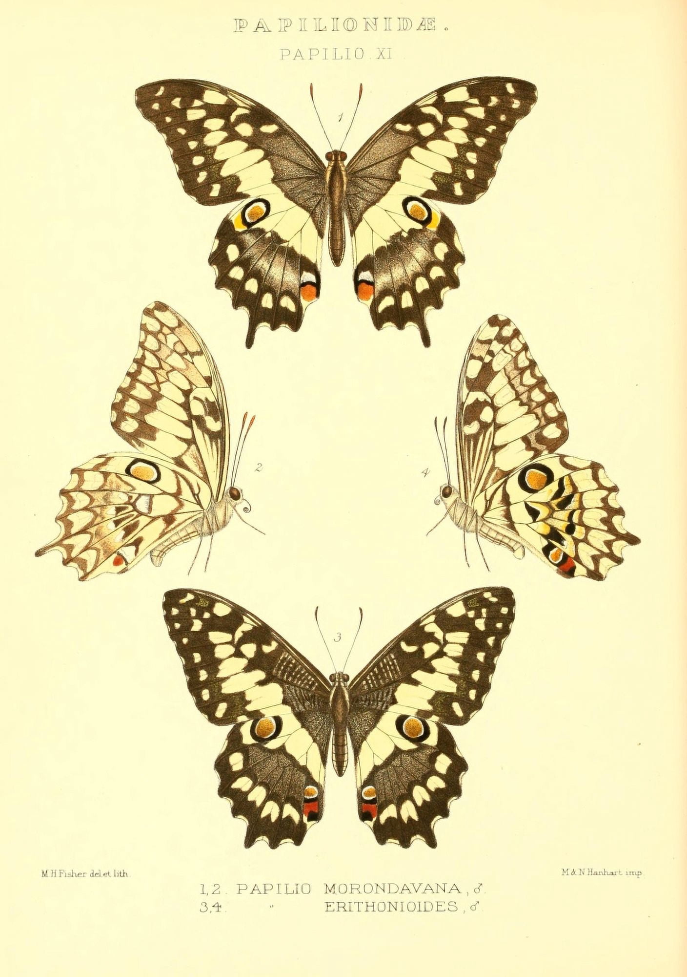 Rhopalocera exotica 1887 Papilio Morondavana Canvas Art - Maud Horman Fisher (24 x 36)