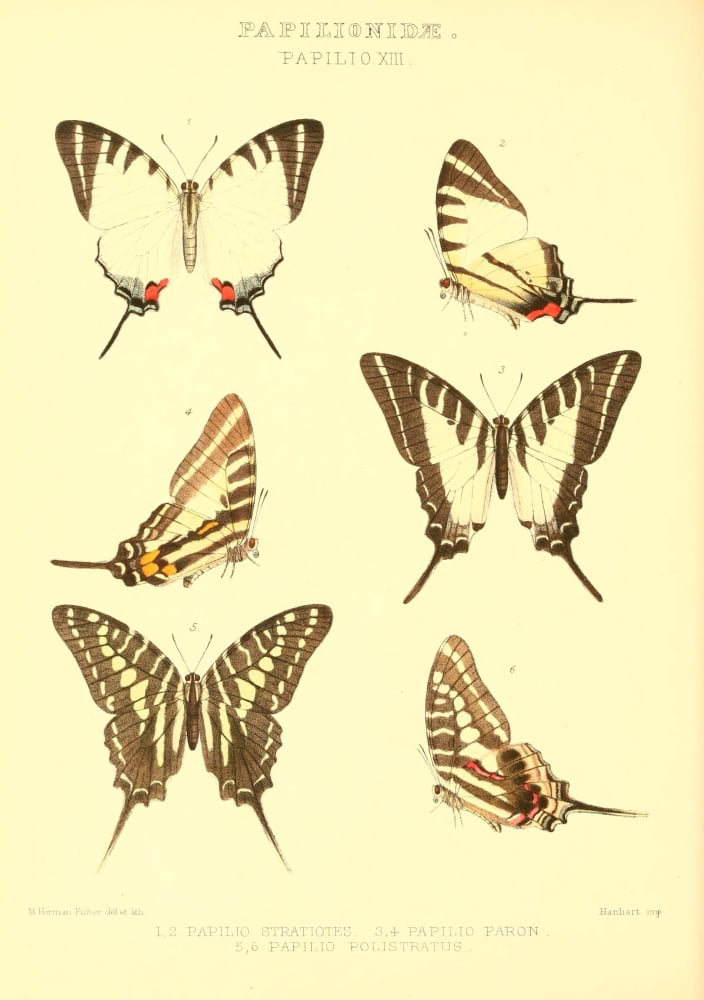 Rhopalocera exotica 1887 Papilio Various Canvas Art - Maud Horman Fisher (18 x 24)