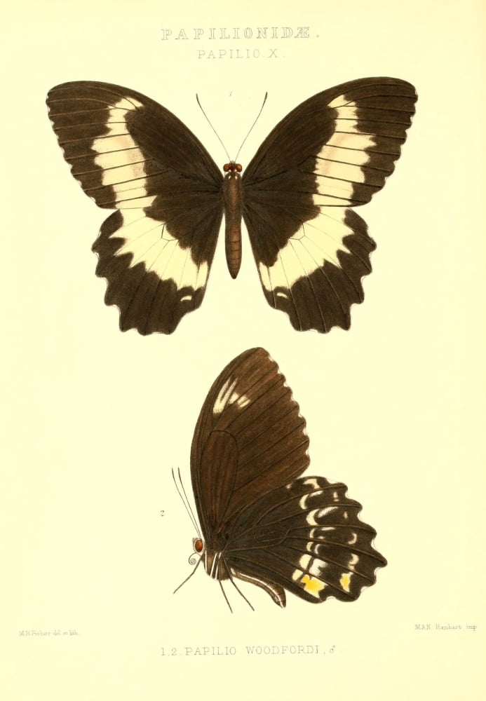 Rhopalocera exotica 1887 Papilio Woodfordi Canvas Art - Maud Horman Fisher (18 x 24)