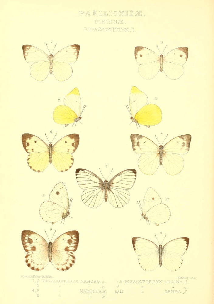 Rhopalocera exotica 1887 Pierinae Canvas Art - Maud Horman Fisher (24 x 36)