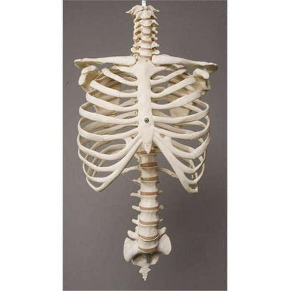 Rib Cage & Spine