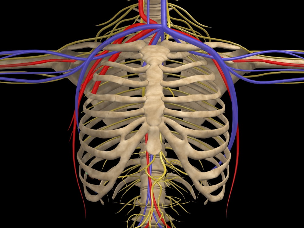 Rib cage with nerves arteries and veins Canvas Art - Stocktrek Images (33 x 25)