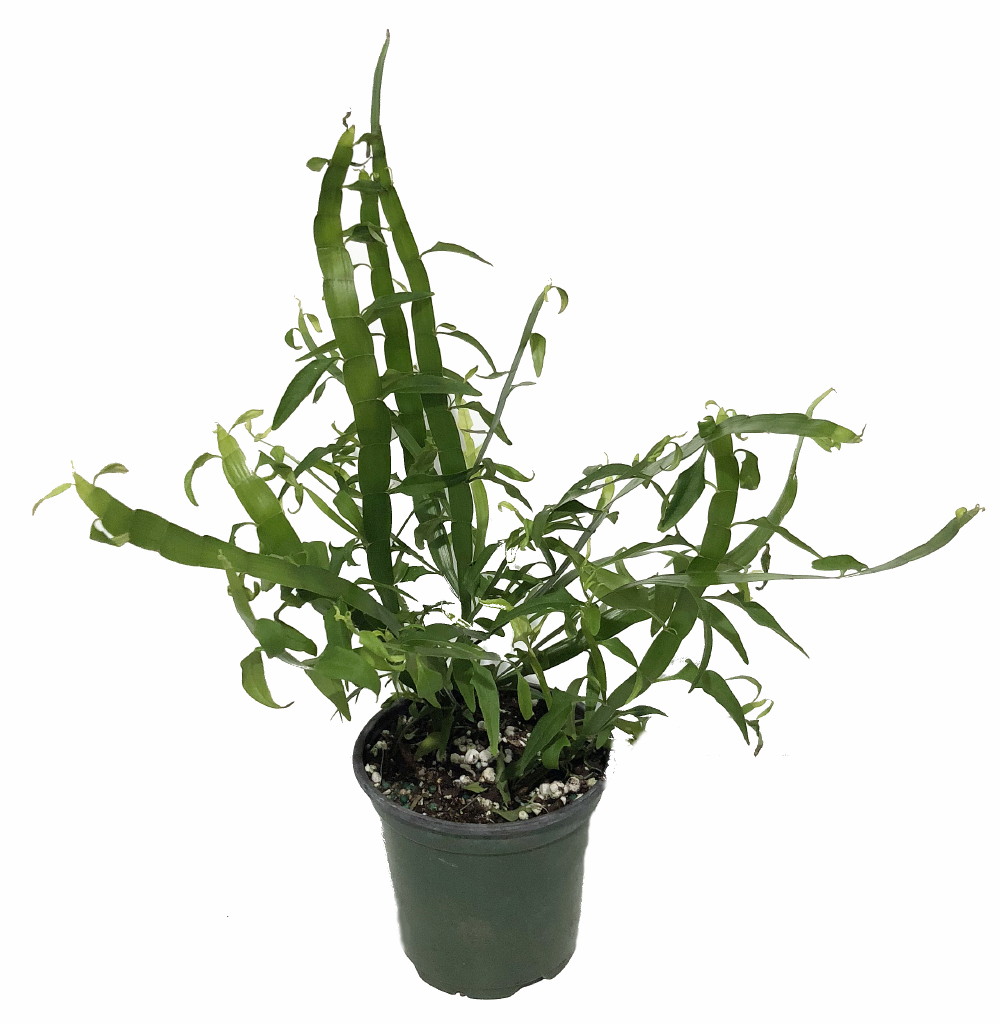 Ribbon Plant - Homalocladium platycladium - Rare House Plant - 4" Pot - image 1 of 2