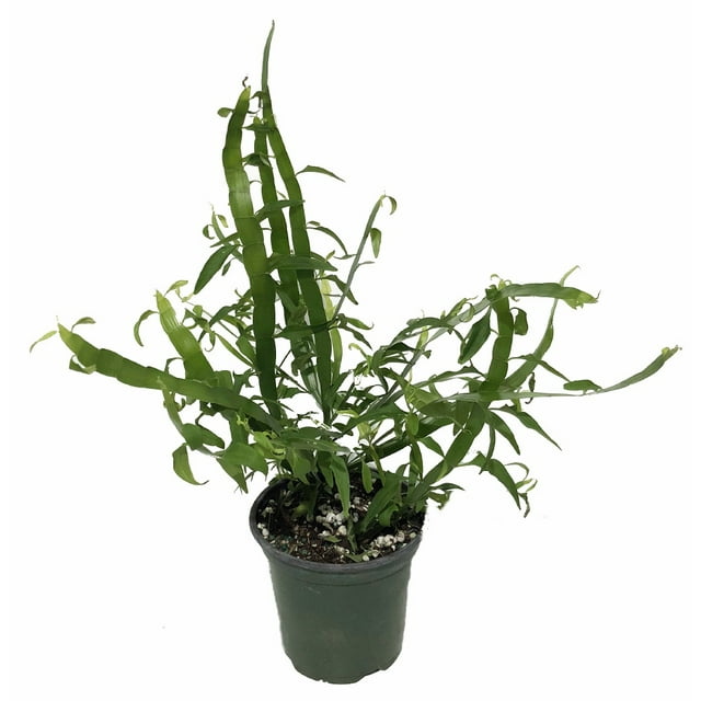 Ribbon Plant - Homalocladium platycladium - Rare House Plant - 4" Pot