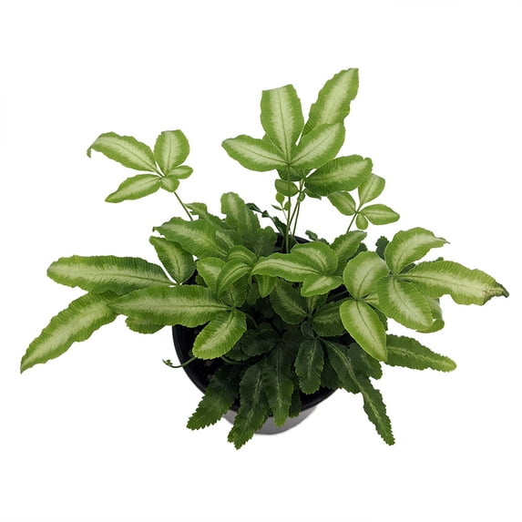 Ribbon Table Fern - 3.5" Pot