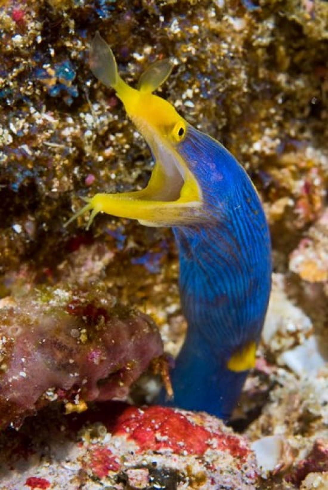 Ribbon eel marine life Canvas Art - Jaynes Gallery DanitaDelimont (18 x 26)
