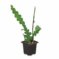 thumbnail image 1 of 'Ric Rac' Fishbone Cactus, 1 of 6