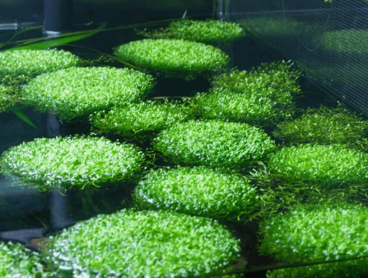 Riccia Fluitans Live Aquarium Plant 2x2 Inch – Crystalwort Floating Moss for Freshwater Fish Tank
