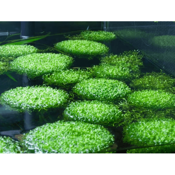 Riccia Fluitans Live Aquarium Plant 2x2 Inch  Crystalwort Floating Moss for Freshwater Fish Tank