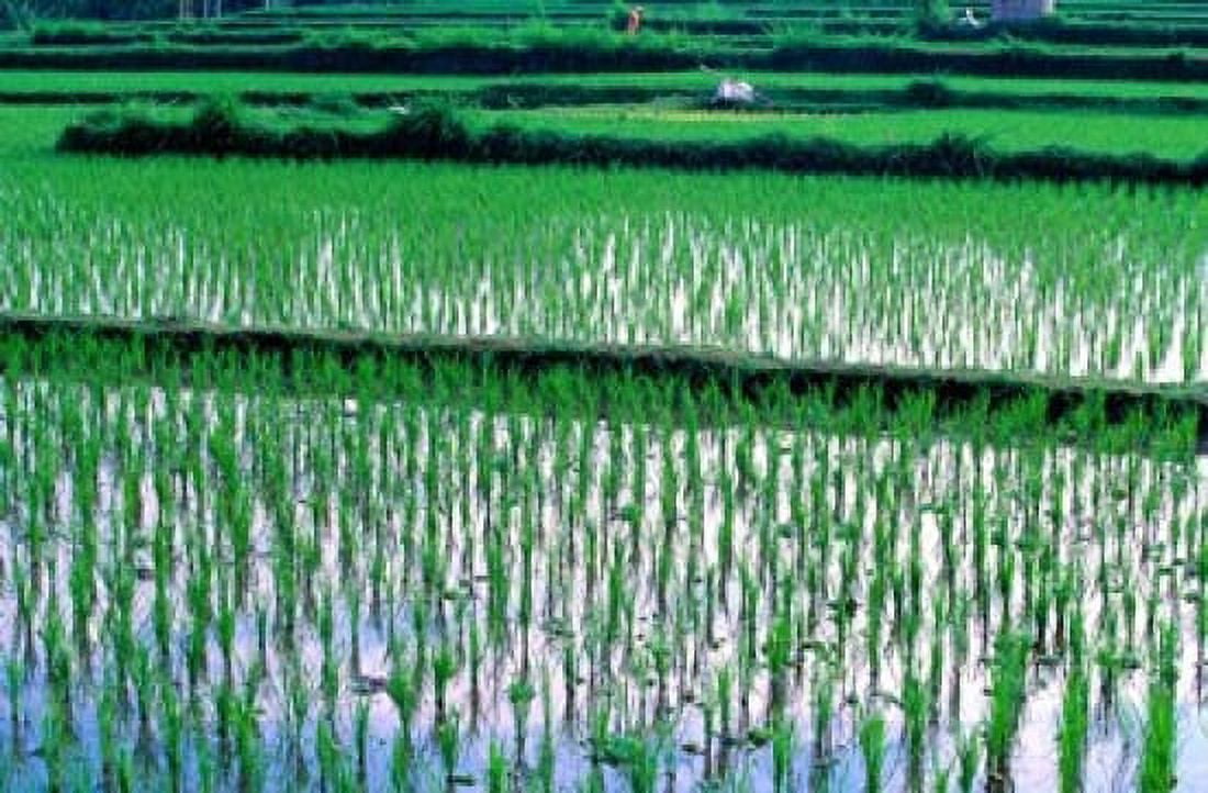 Rice Cultivation Bali Indonesia Canvas Art - Jay Sturdevant DanitaDelimont (27 x 18)