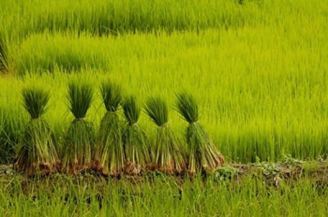 Rice Field China Canvas Art - Pete Oxford DanitaDelimont (19 x 12)