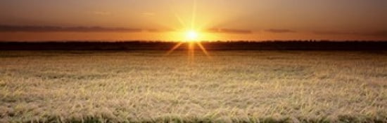 Rice Field Sacramento Valley California USA Canvas Art - Panoramic Images (36 x 12)