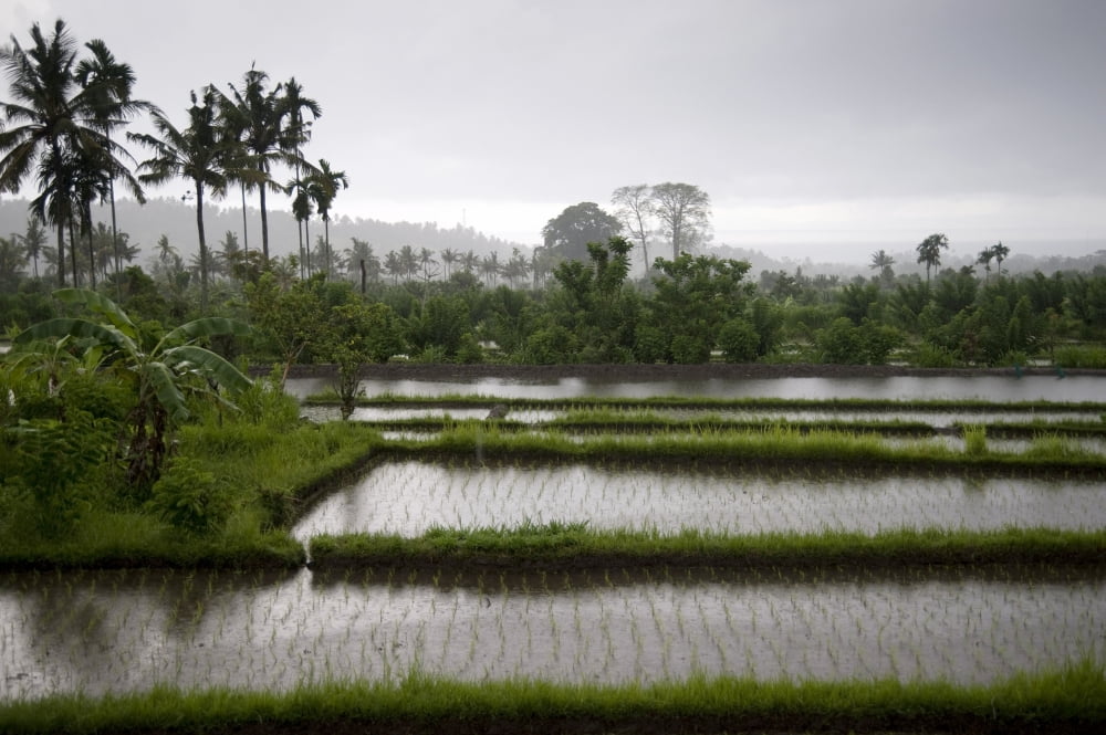 Rice Fields In Bali Indonesia Canvas Art - Keith Levit Design Pics (20 x 13)
