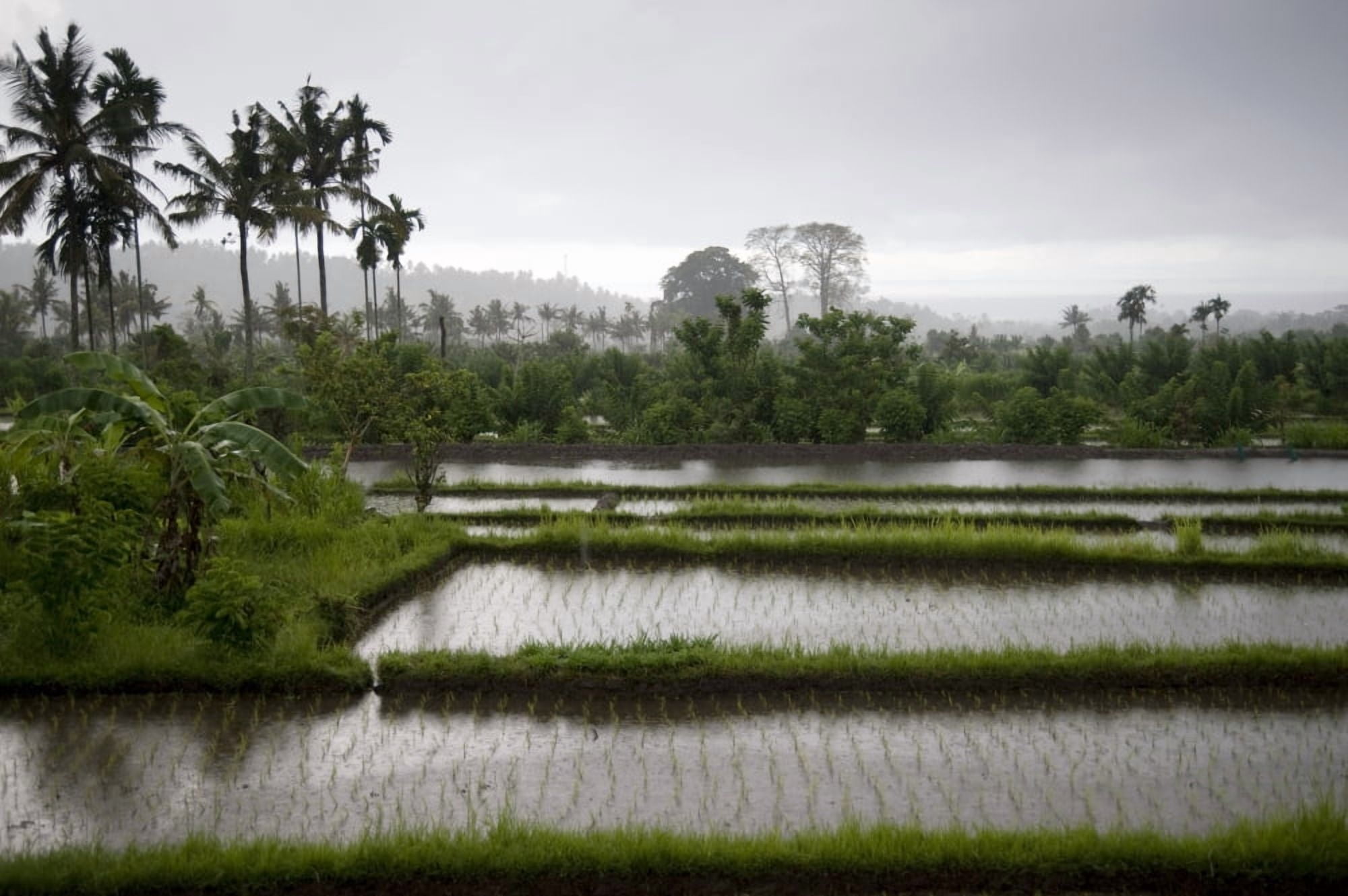 Rice Fields In Bali Indonesia Canvas Art - Keith Levit Design Pics (40 x 26)