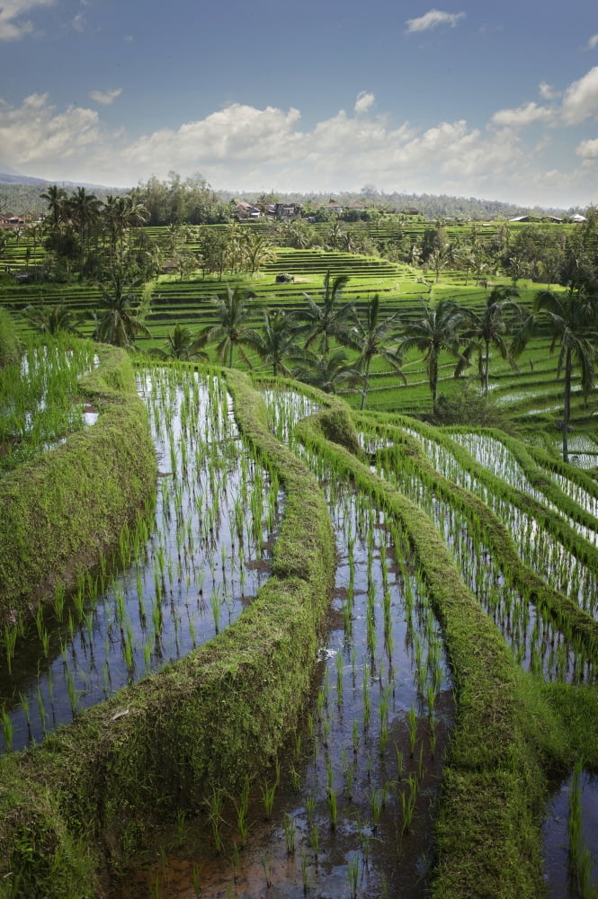 Rice Fields Jatiluwih Bali Indonesia Canvas Art - Huy Lam Design Pics (24 x 36)