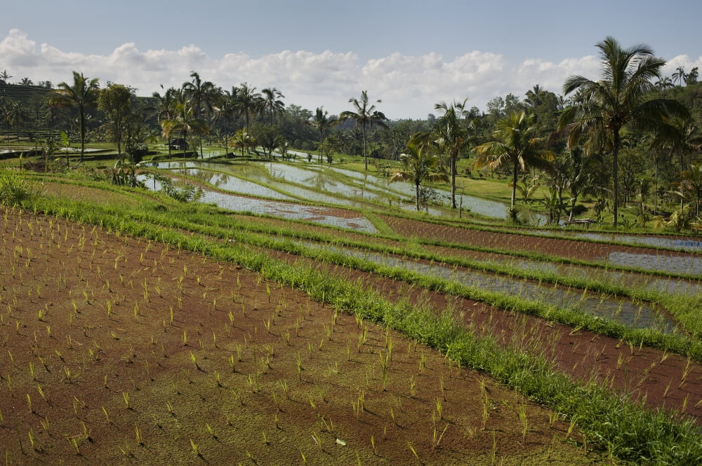 Rice Fields Jatiluwih Bali Indonesia Canvas Art - Huy Lam Design Pics (36 x 24)
