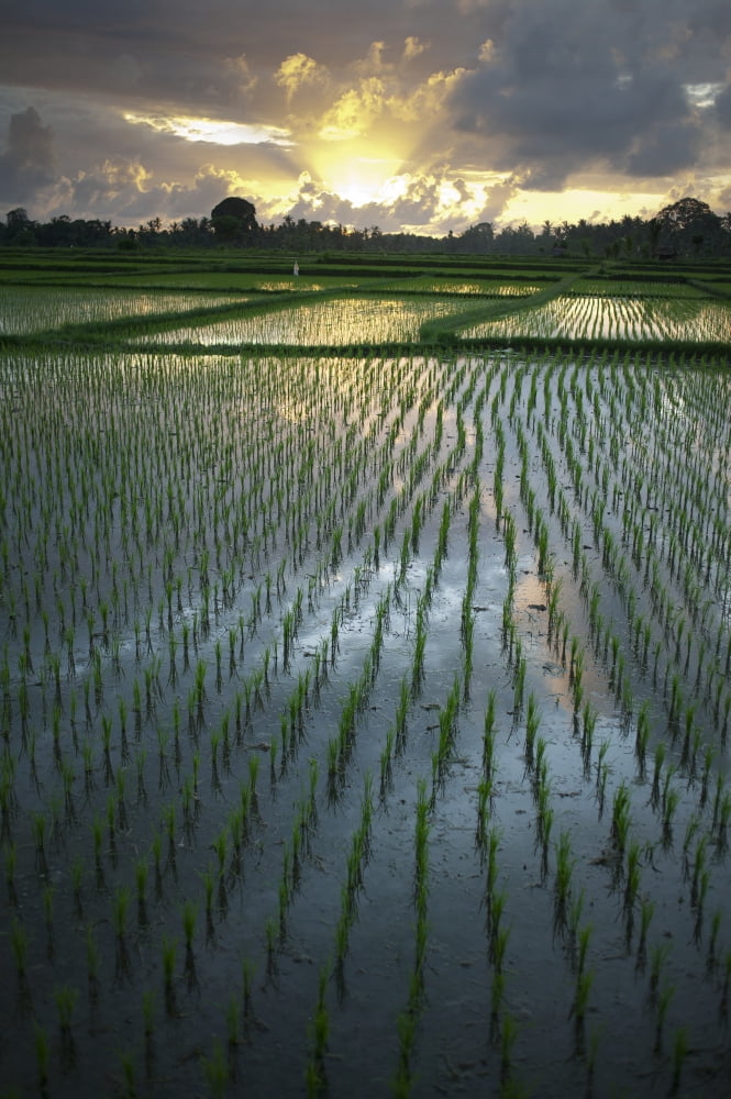 Rice Fields Near Ubud Bali Indonesia Canvas Art - Huy Lam Design Pics (12 x 18)