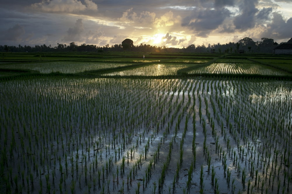 Rice Fields Near Ubud Bali Indonesia Canvas Art - Huy Lam Design Pics (18 x 12)