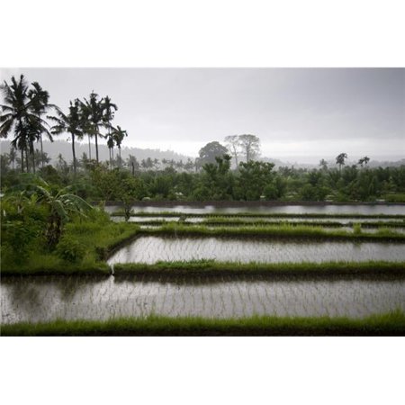Rice Fields in Bali Indonesia Poster Print - Large - 40 x 26