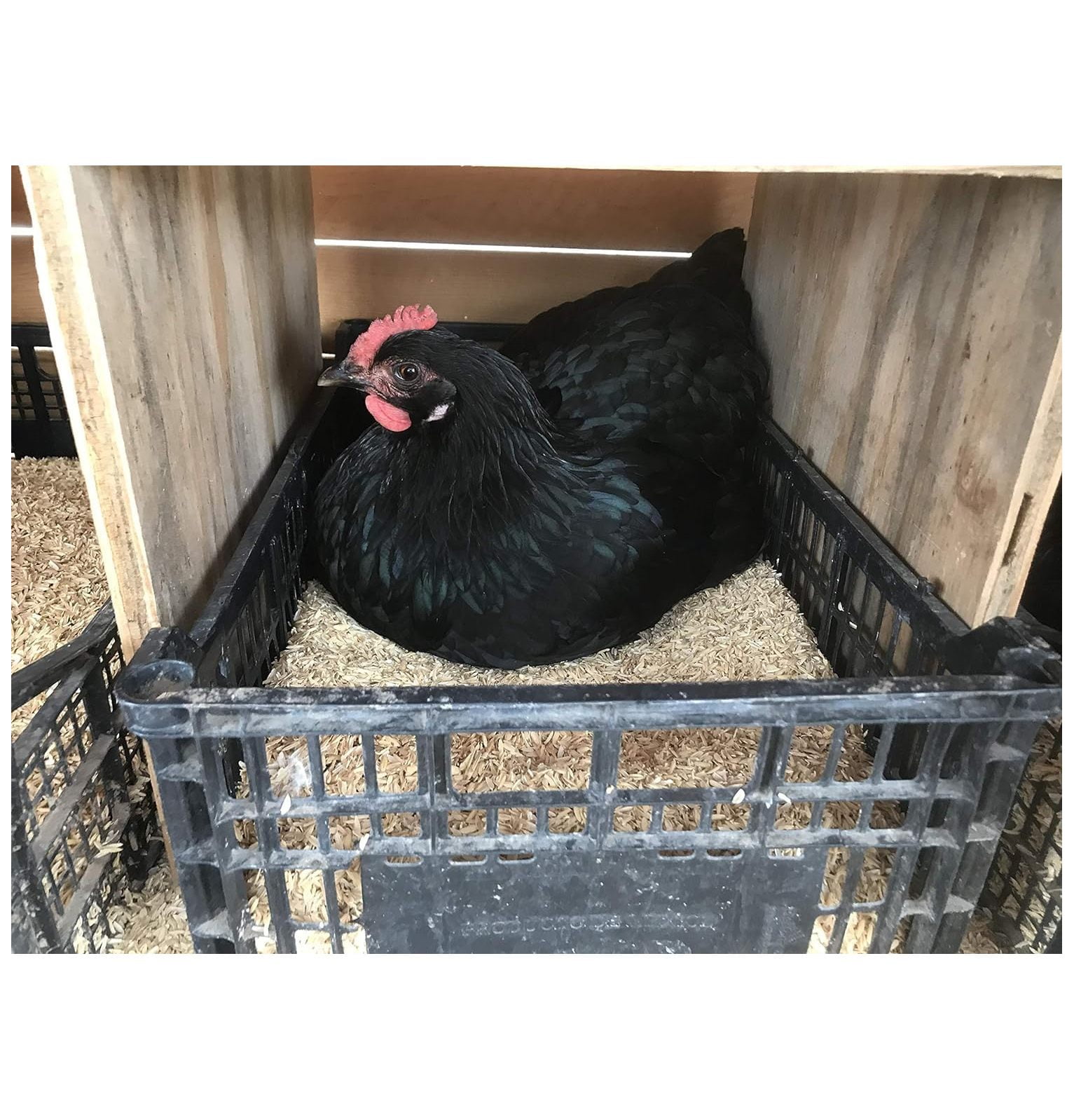 Rice Hulls Organic Use 10 lb House Plants Gardening Chicken Bedding Nesting