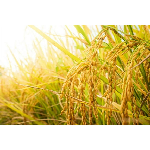 CZ Grain 1,000 Rice Seeds, Grow Food Ducks & Fowl