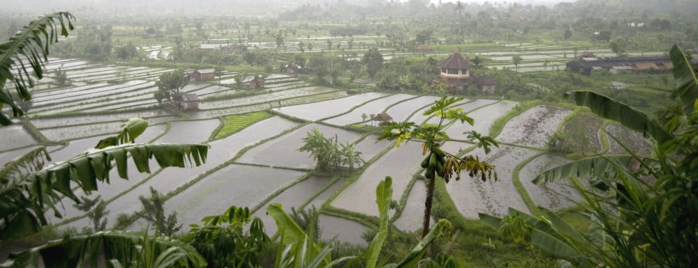 Rice Terrace Bali Indonesia Canvas Art - Keith Levit Design Pics (27 x 10)