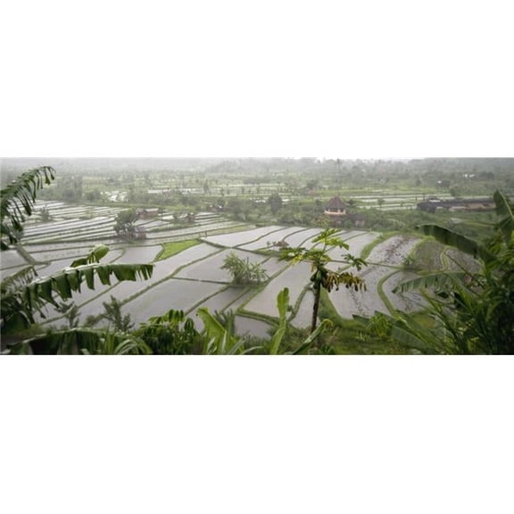 Rice Terrace Bali Indonesia Poster Print, Large - 44 x 17