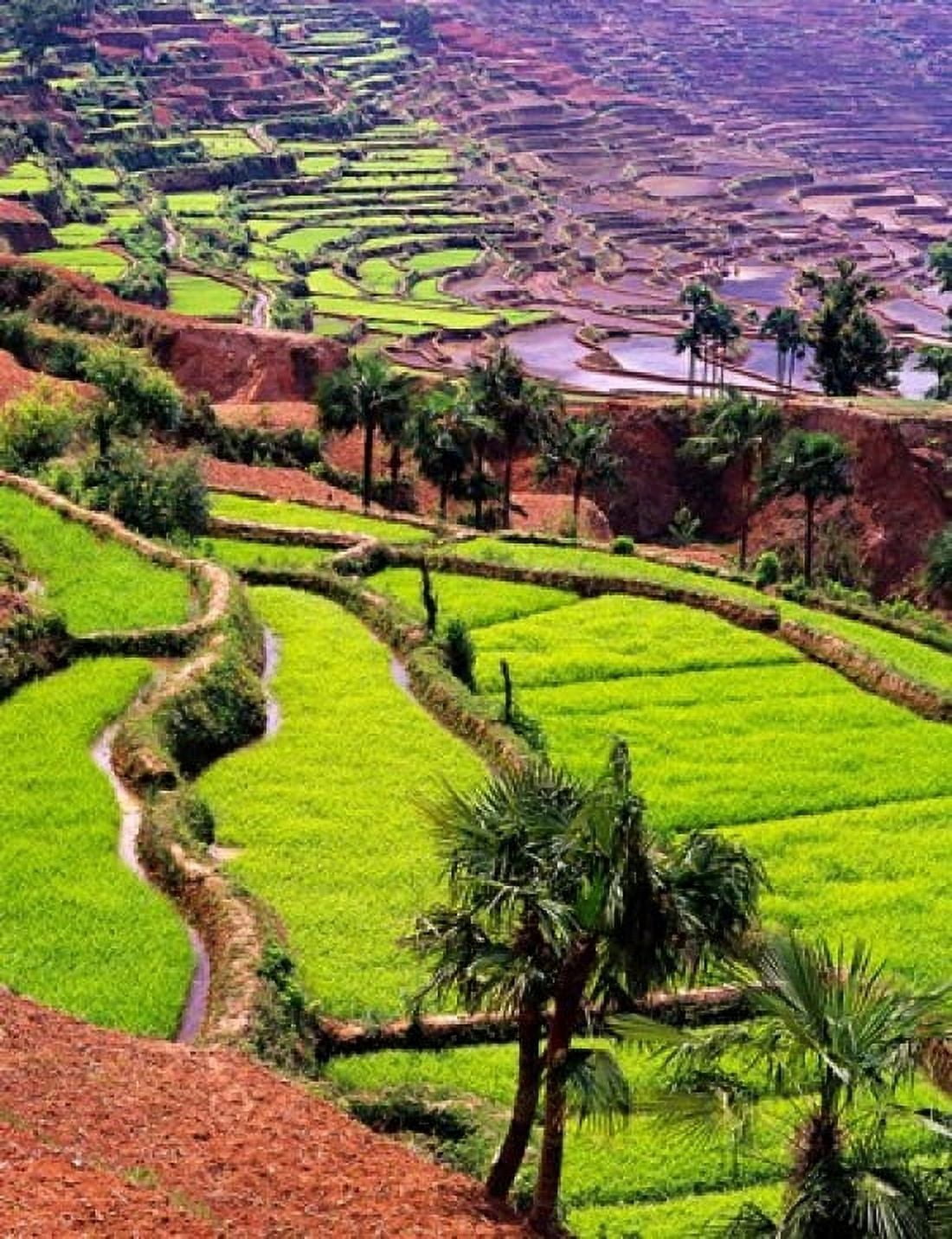Rice Terraces Jiayin Village Honghe Yunnan China Canvas Art - Charles Crust DanitaDelimont (25 x 33)